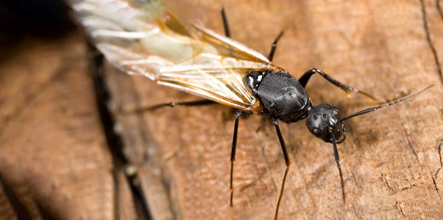 Flying Insect Control - WIPEOUT PEST CONTROL